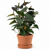Anthurium Black Love - 36cm, Stylingbeispiel im Übertopf (Übertopf nicht enthalten)