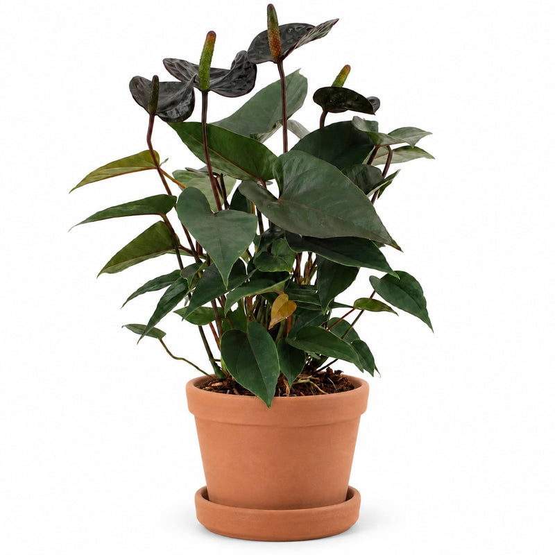 Anthurium Black Love - 36cm Detail