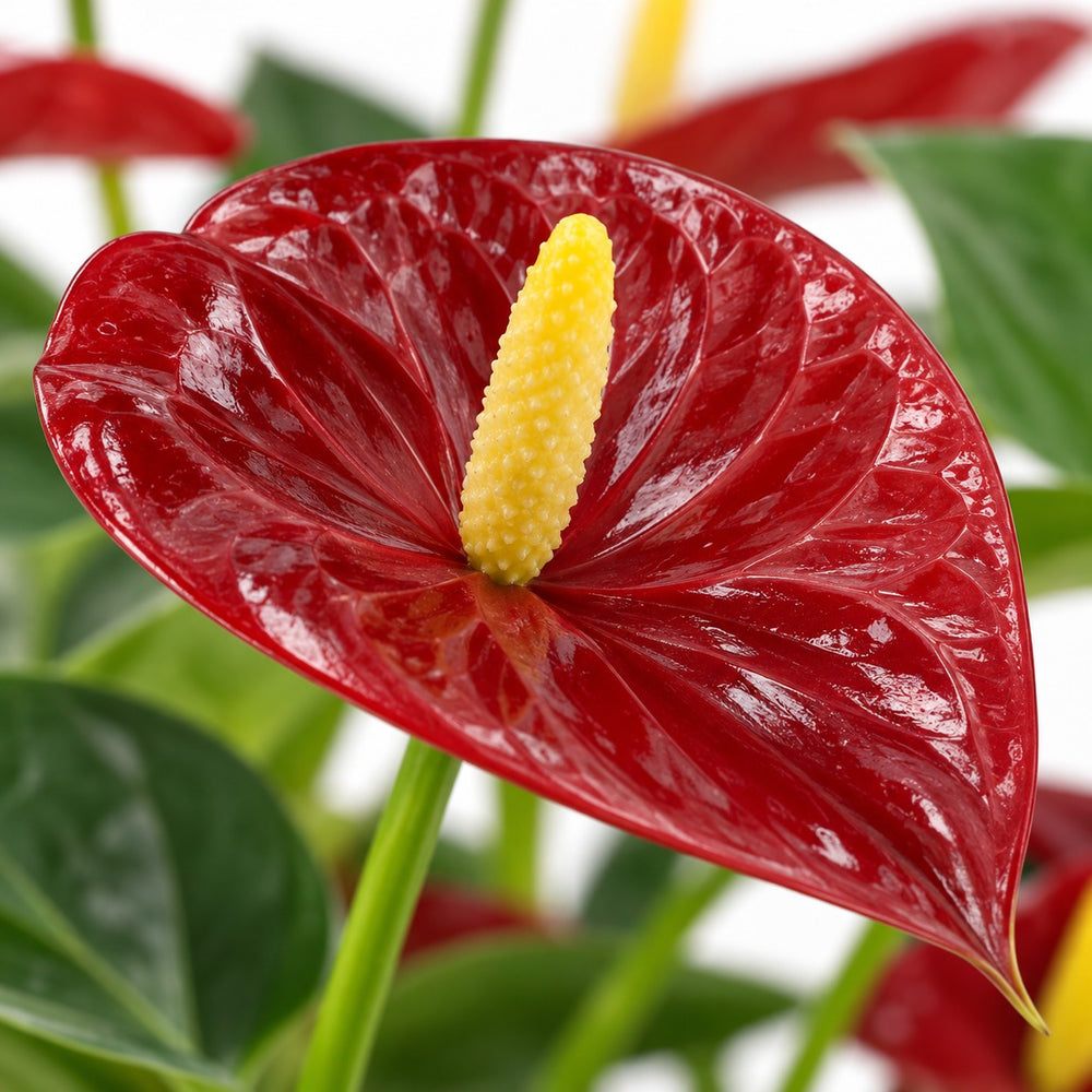 Anthurium Calon, Nahaufnahme Blatt