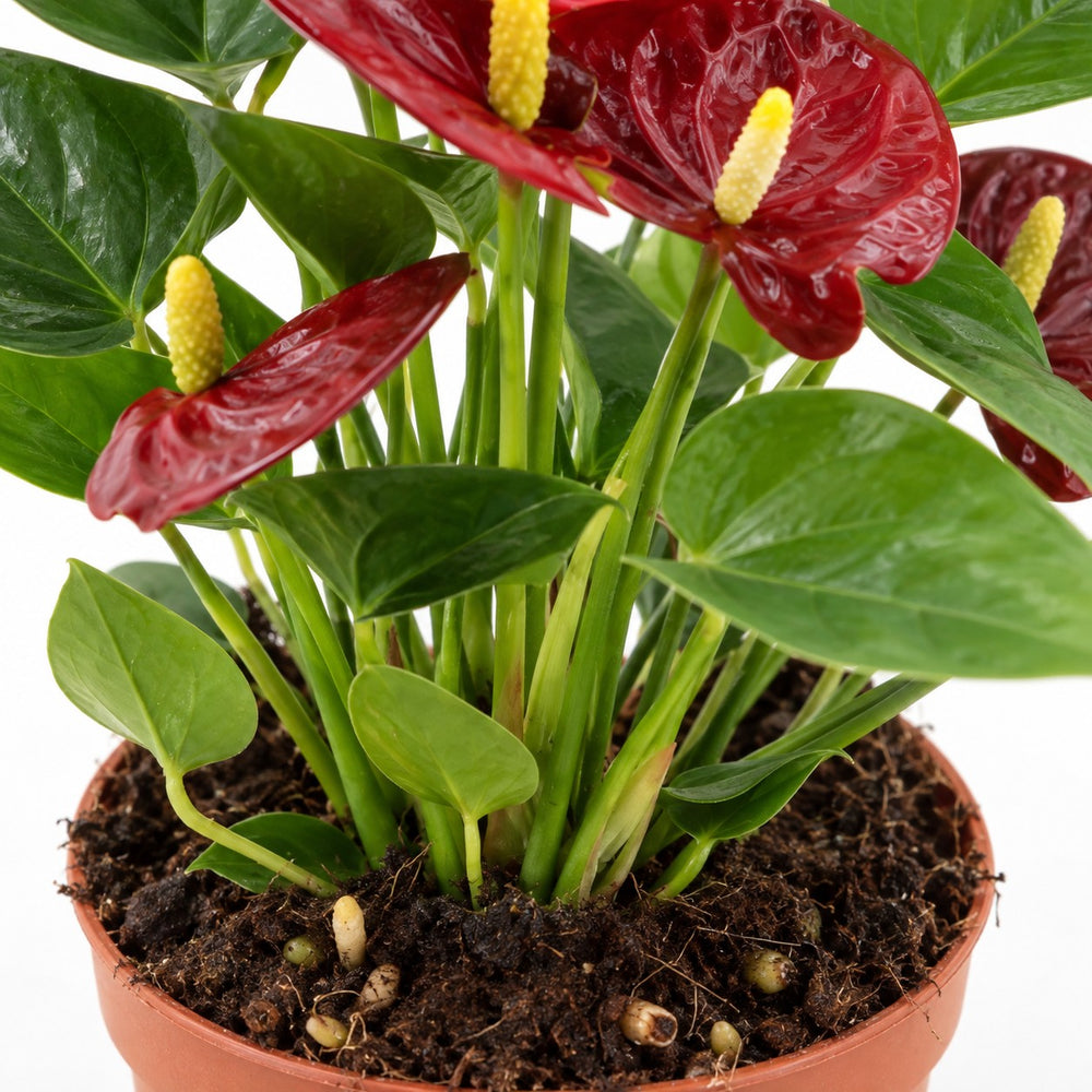 Anthurium Calon, Nahaufnahme Wuchs und Triebansatz