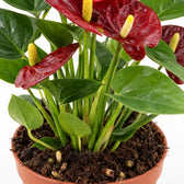 Anthurium Calon, Nahaufnahme Wuchs und Triebansatz