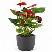 Anthurium Calon - 36cm, Stylingbeispiel im Übertopf (Übertopf nicht enthalten)