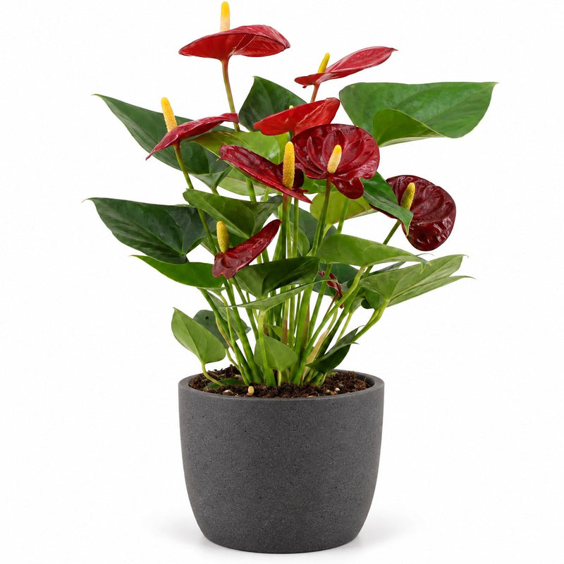 Anthurium Calon - 36cm Detail