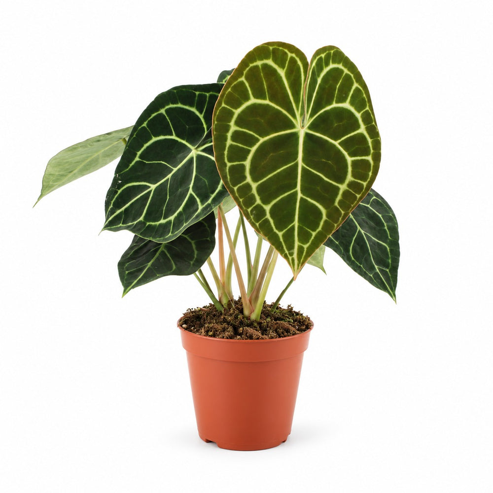Anthurium Clarinervium (25cm, Ø15cm) im Kulturtopf