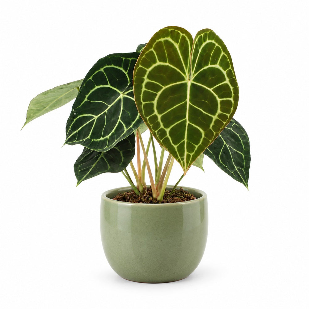 Anthurium Clarinervium (25cm, Ø15cm), Stylingbeispiel im Übertopf (Übertopf nicht enthalten)