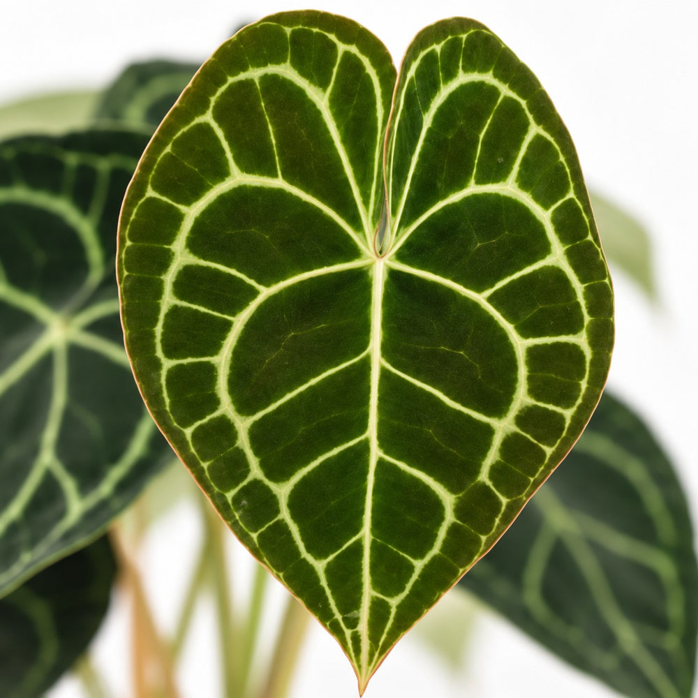 Anthurium Clarinervium, Nahaufnahme Blatt