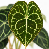 Anthurium Clarinervium, Nahaufnahme Blatt