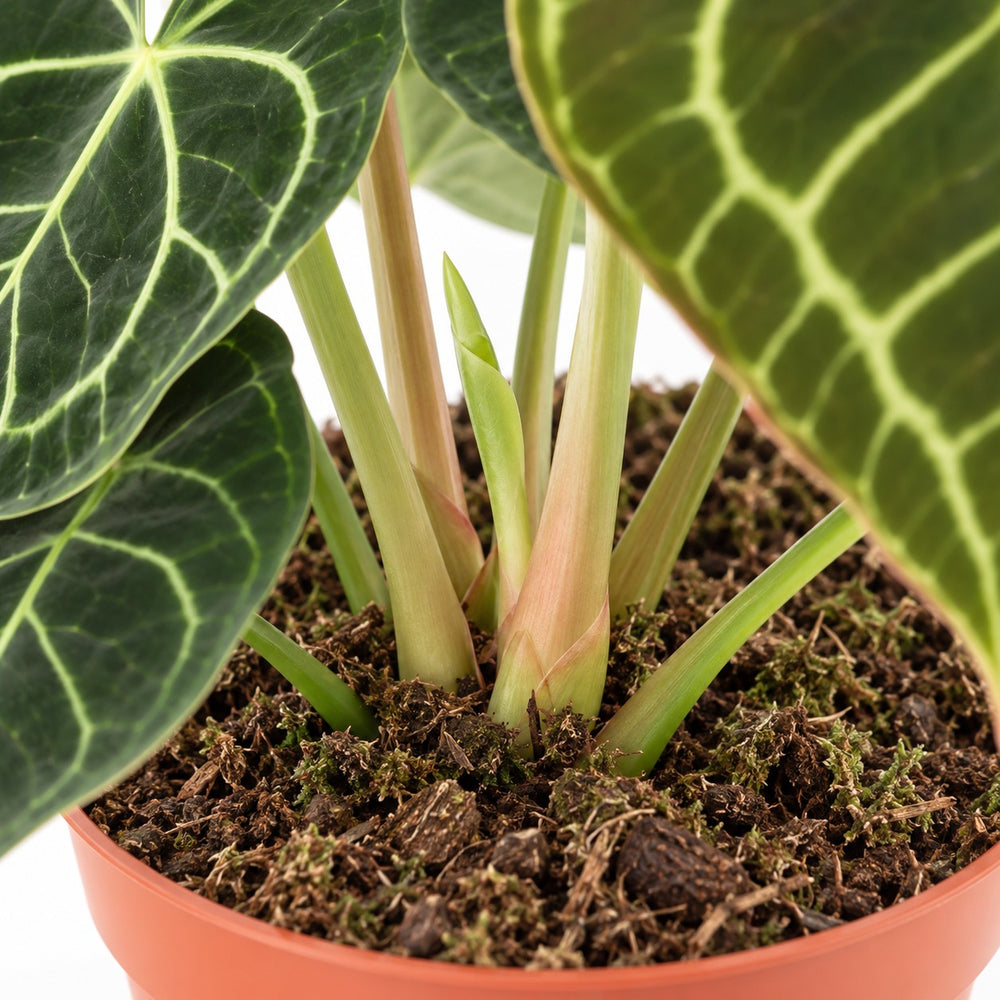 Anthurium Clarinervium, Nahaufnahme Wuchs und Triebansatz