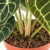 Anthurium Clarinervium, Nahaufnahme Wuchs und Triebansatz