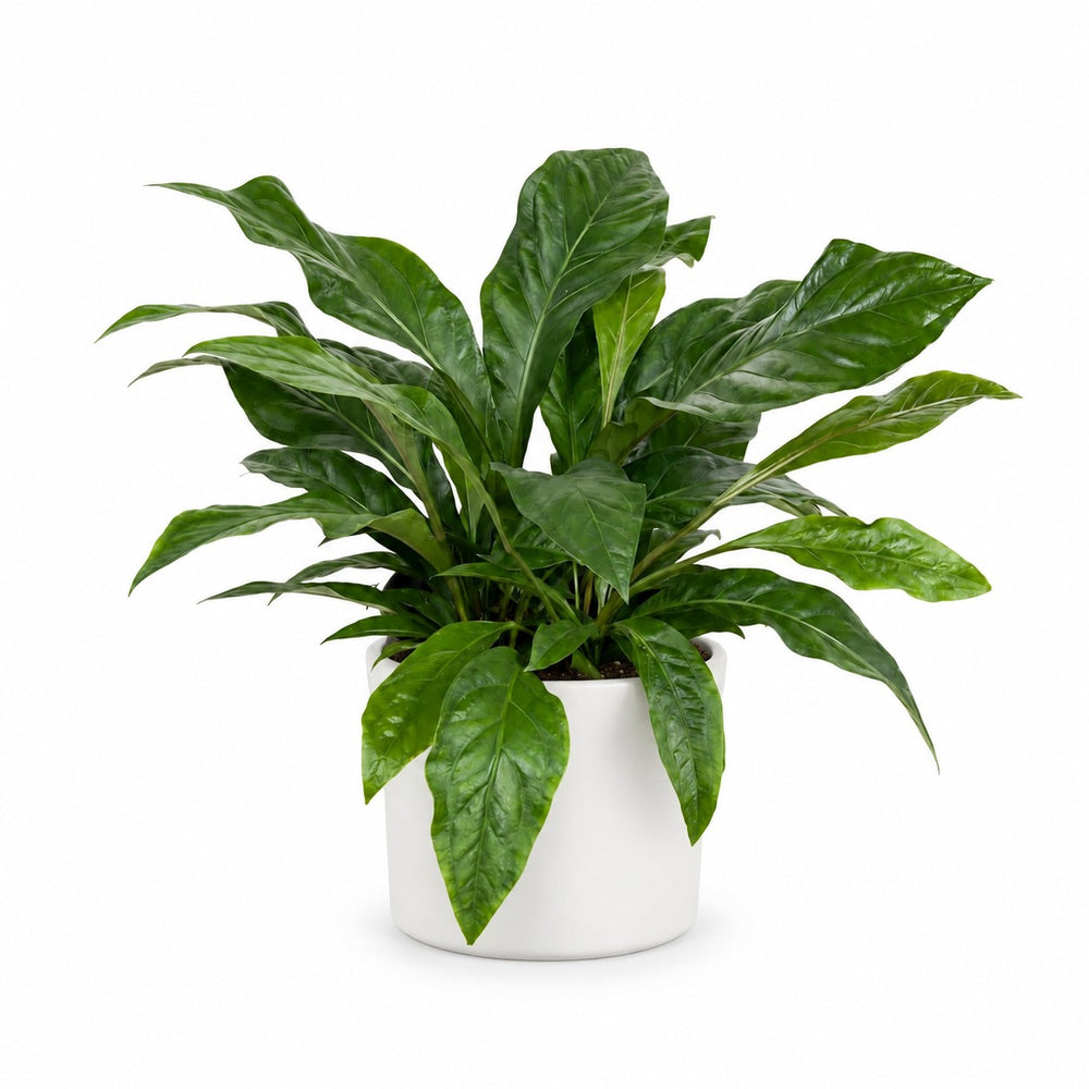 Anthurium Jungle Bush (70cm, Ø30cm), Stylingbeispiel im Übertopf (Übertopf nicht enthalten)