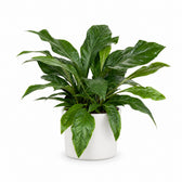 Anthurium Jungle Bush (70cm, Ø30cm), Stylingbeispiel im Übertopf (Übertopf nicht enthalten)