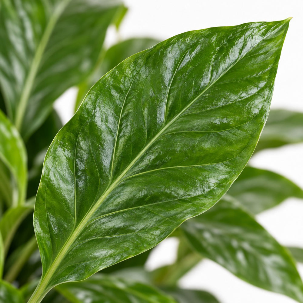Anthurium Jungle Bush, Nahaufnahme Blatt