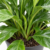 Anthurium Jungle Bush, Nahaufnahme Wuchs und Triebansatz