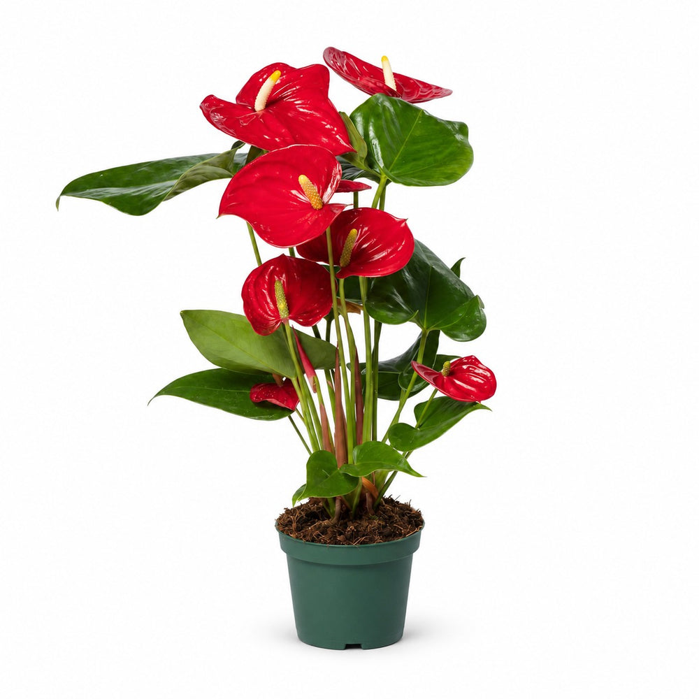 Anthurium Red (40cm, Ø17cm) im Kulturtopf