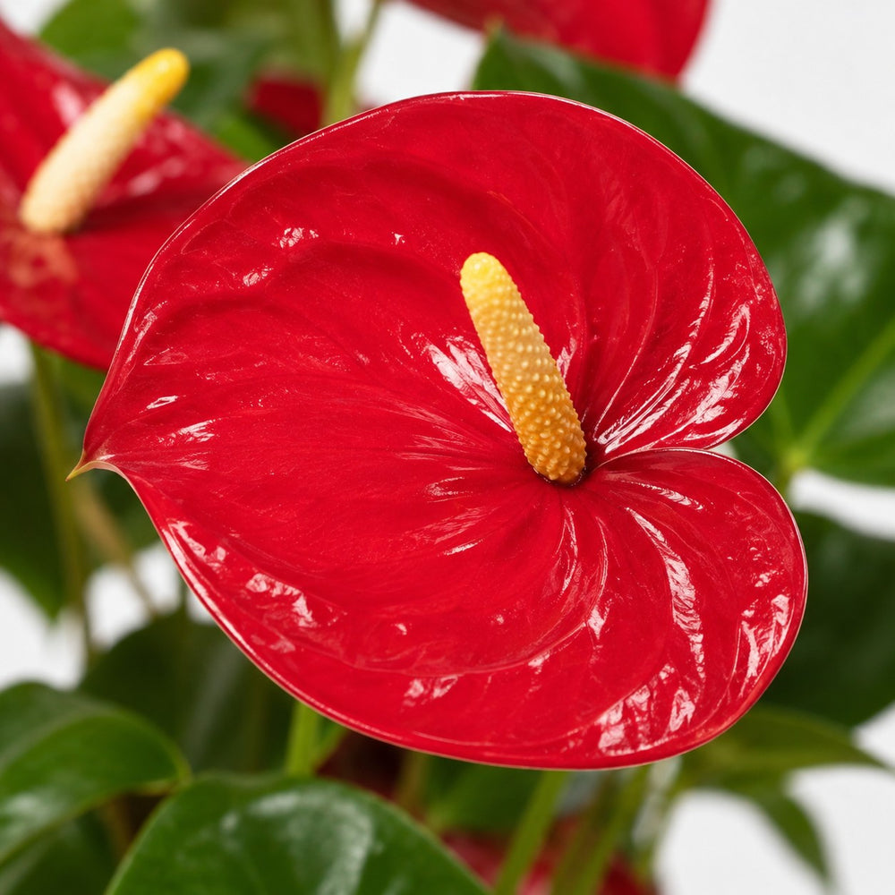Anthurium Red (40cm, Ø17cm), Nahaufnahme Blatt