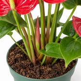 Anthurium Red (40cm, Ø17cm), Nahaufnahme Wuchs und Triebansatz