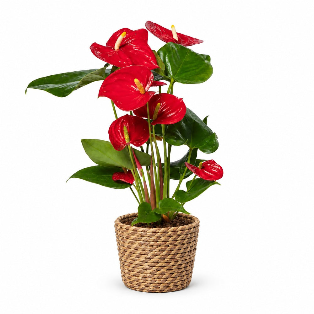 Anthurium Red (40cm, Ø17cm), Stylingbeispiel im Übertopf (Übertopf nicht enthalten)