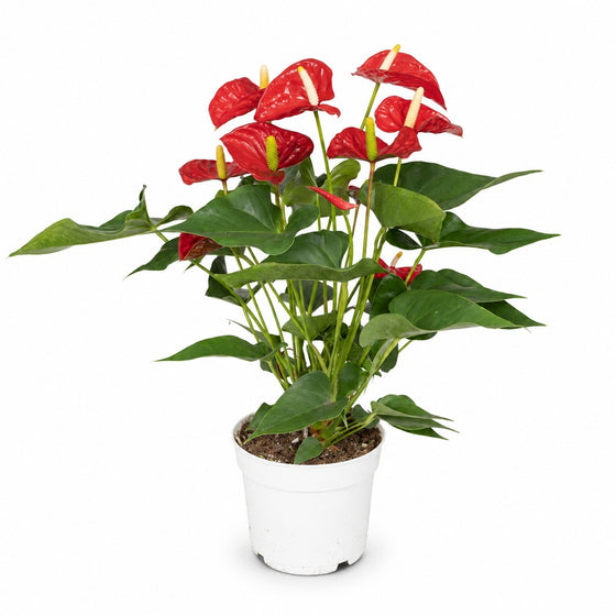 Anthurium Red