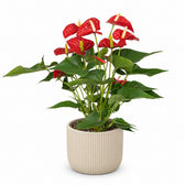 Anthurium Red (55cm, Ø17cm), Stylingbeispiel im Übertopf (Übertopf nicht enthalten)