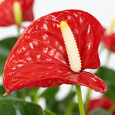 Anthurium Red, Nahaufnahme Blatt