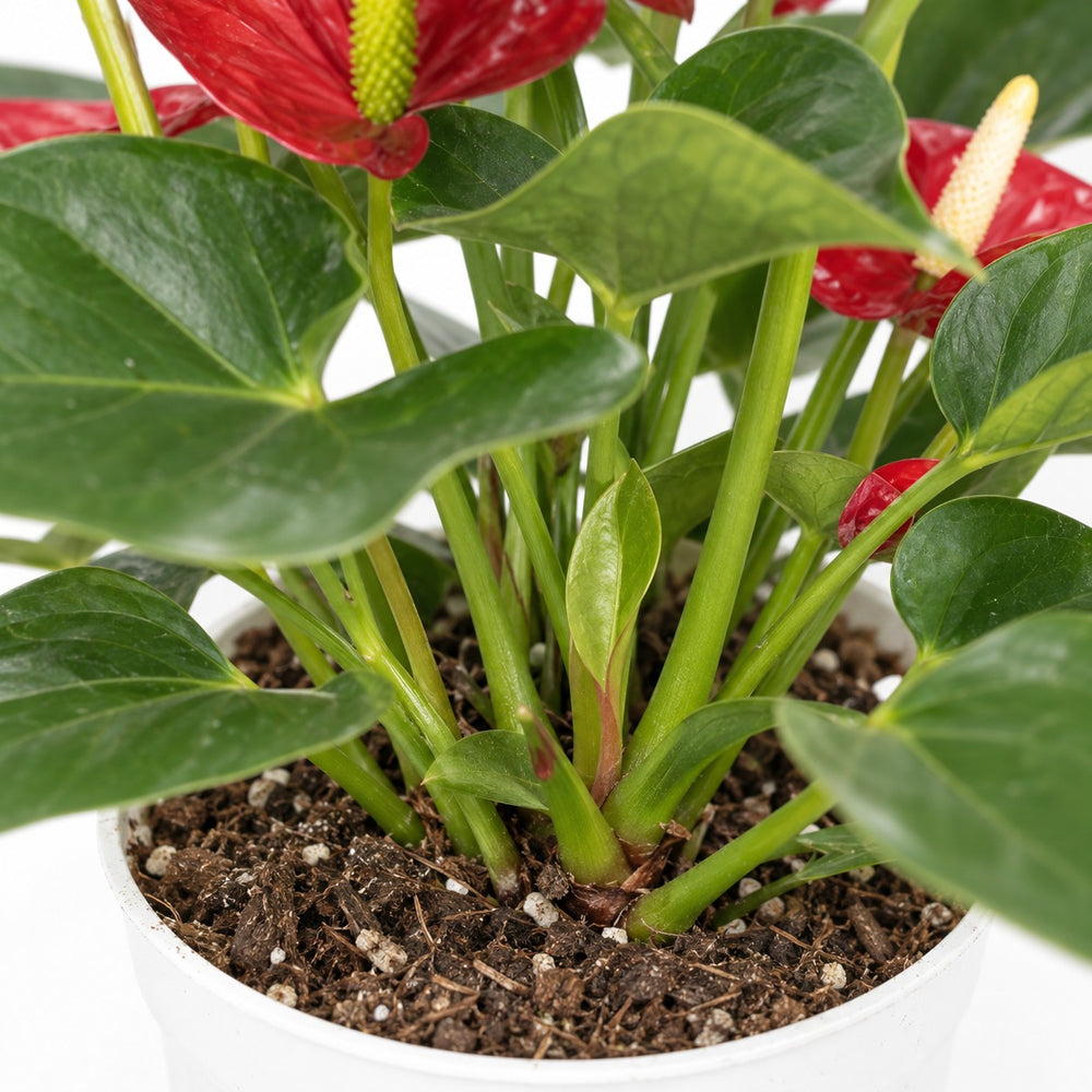 Anthurium Red, Nahaufnahme Wuchs und Triebansatz