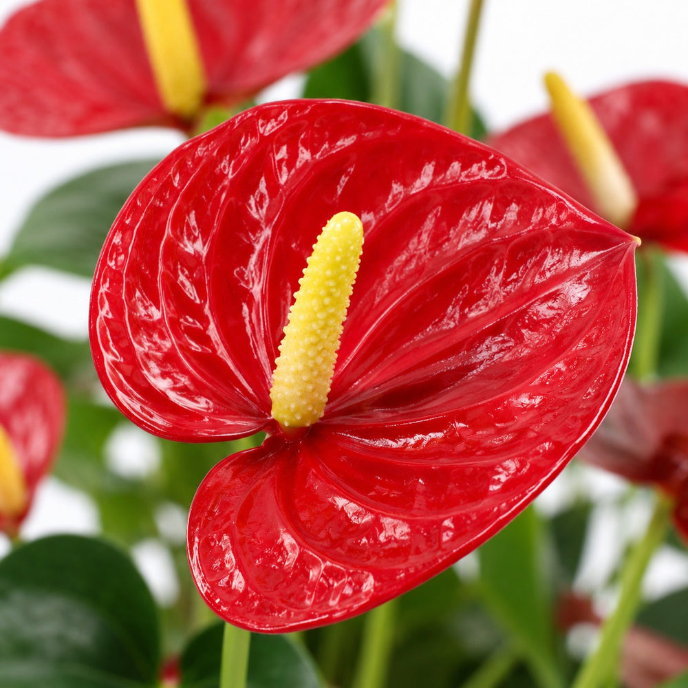 Anthurium Success Red, Nahaufnahme Blatt