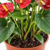 Anthurium Success Red, Nahaufnahme Wuchs und Triebansatz