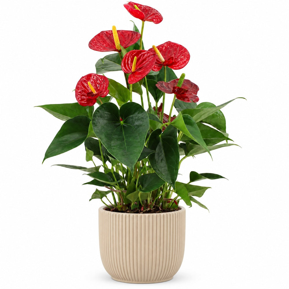 Anthurium Success Red - 43cm, Stylingbeispiel im Übertopf (Übertopf nicht enthalten)