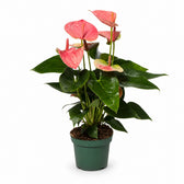 Anthurium Sweet Dream (35cm, Ø12cm) im Kulturtopf