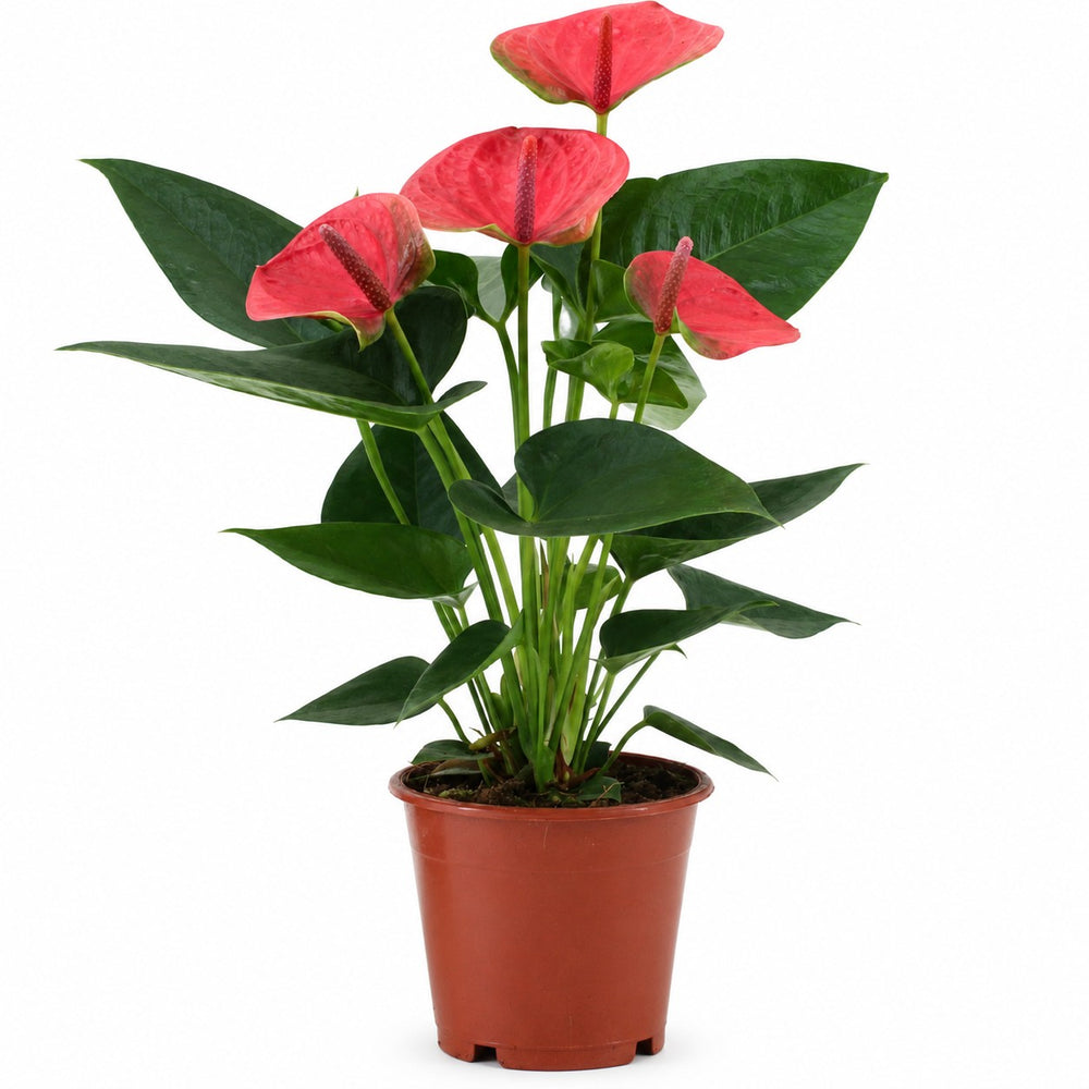 Anthurium Sweet Dream - 36cm im Kulturtopf