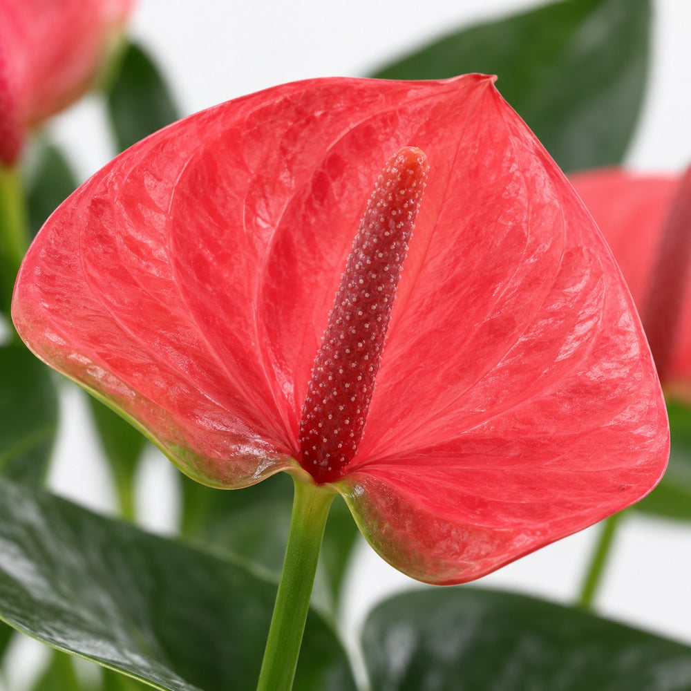 Anthurium Sweet Dream, Nahaufnahme Blatt