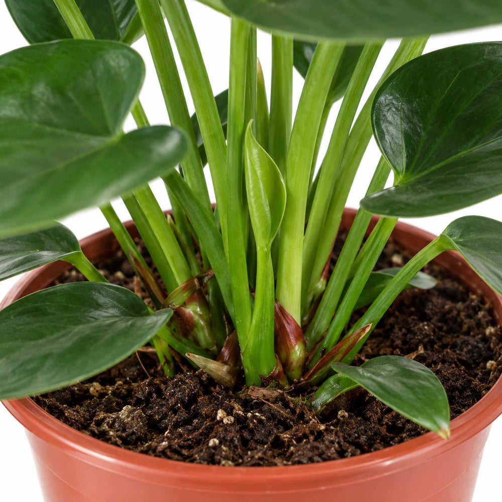 Anthurium Sweet Dream, Nahaufnahme Wuchs und Triebansatz