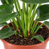 Anthurium Sweet Dream, Nahaufnahme Wuchs und Triebansatz