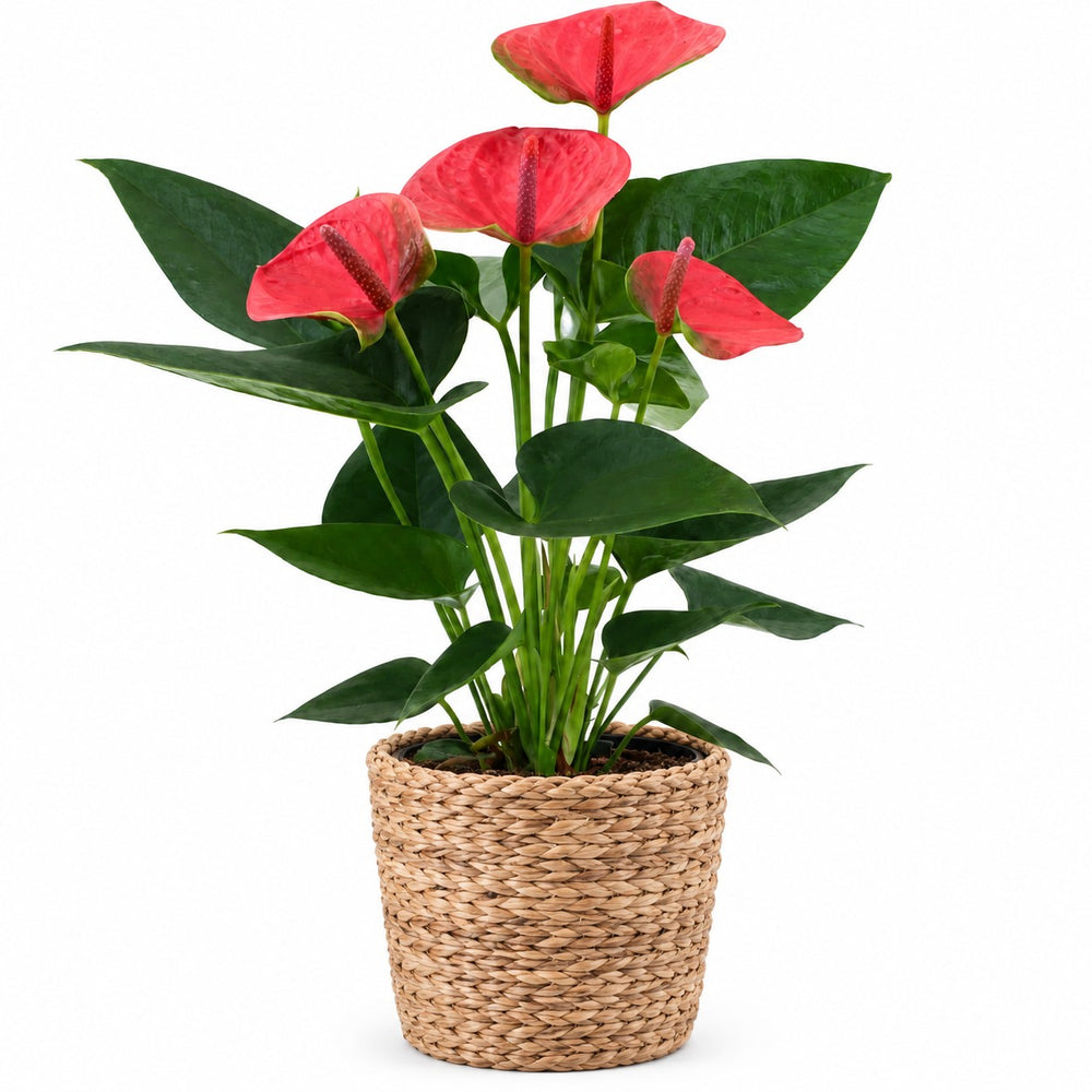 Anthurium Sweet Dream - 36cm, Stylingbeispiel im Übertopf (Übertopf nicht enthalten)
