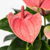 Anthurium Sweet Dream, Nahaufnahme Blatt