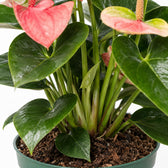 Anthurium Sweet Dream, Nahaufnahme Wuchs und Triebansatz