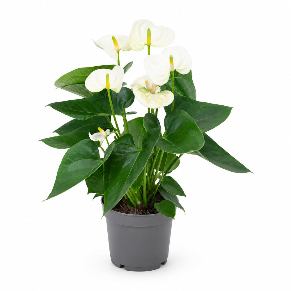 Anthurium White (43cm, Ø12cm) im Kulturtopf