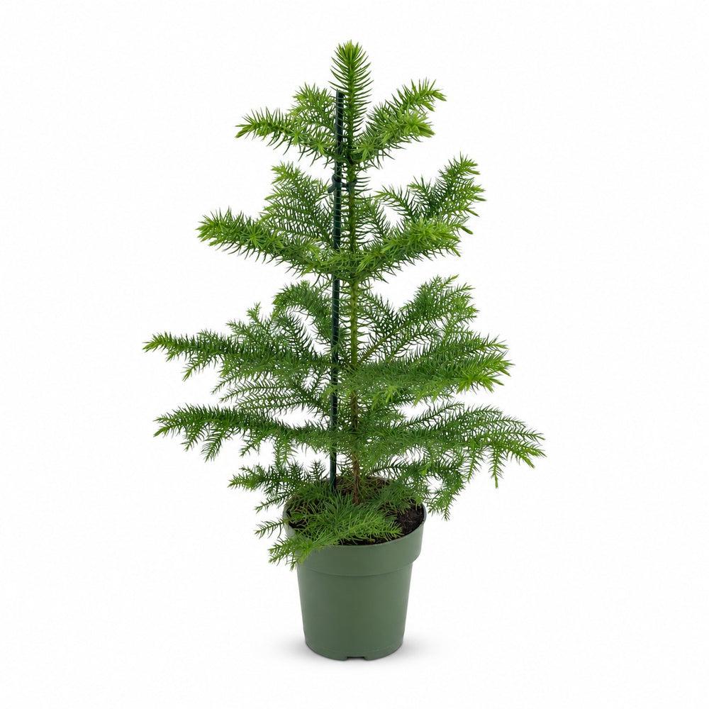 Araucaria Heterophylla (40cm, Ø14cm) im Kulturtopf
