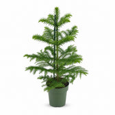 Araucaria Heterophylla (40cm, Ø14cm) im Kulturtopf