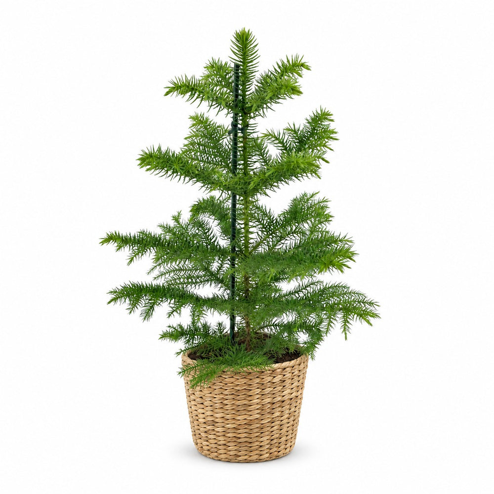 Araucaria Heterophylla (40cm, Ø14cm), Stylingbeispiel im Übertopf (Übertopf nicht enthalten)