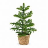 Araucaria Heterophylla (40cm, Ø14cm), Stylingbeispiel im Übertopf (Übertopf nicht enthalten)
