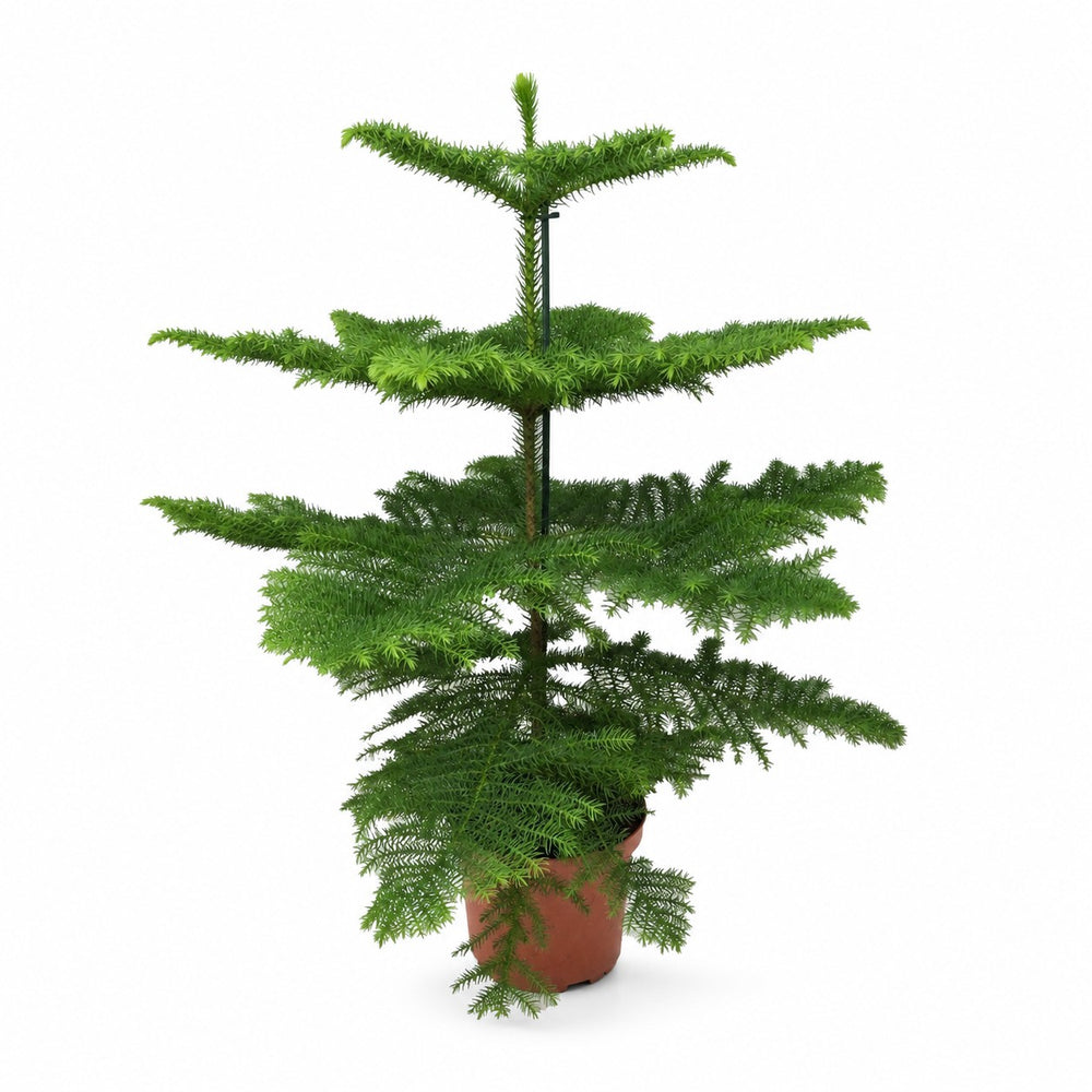 Araucaria Heterophylla (70cm, Ø21cm) im Kulturtopf