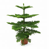 Araucaria Heterophylla (70cm, Ø21cm) im Kulturtopf