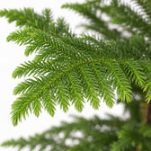 Araucaria Heterophylla (70cm, Ø21cm), Nahaufnahme Blatt
