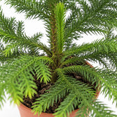 Araucaria Heterophylla (70cm, Ø21cm), Nahaufnahme Wuchs und Triebansatz