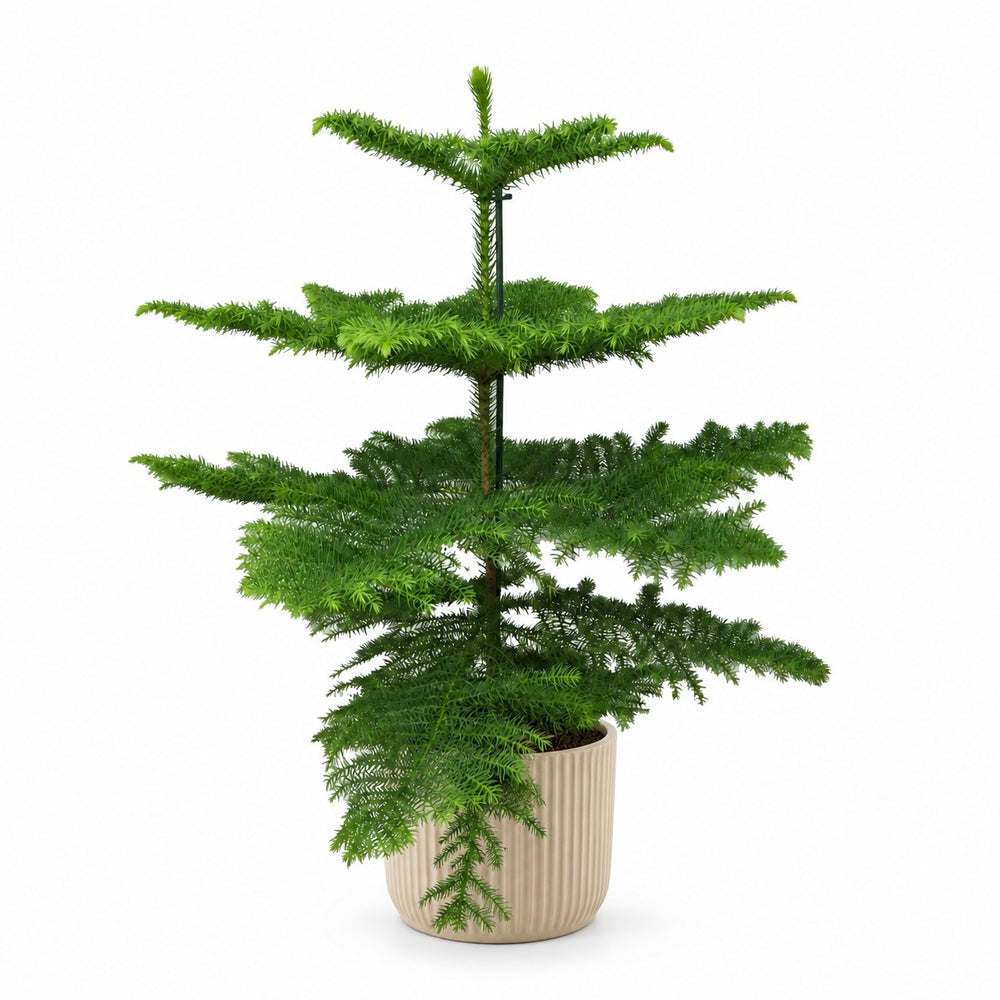 Araucaria Heterophylla (70cm, Ø21cm), Stylingbeispiel im Übertopf (Übertopf nicht enthalten)