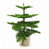 Araucaria Heterophylla (70cm, Ø21cm), Stylingbeispiel im Übertopf (Übertopf nicht enthalten)