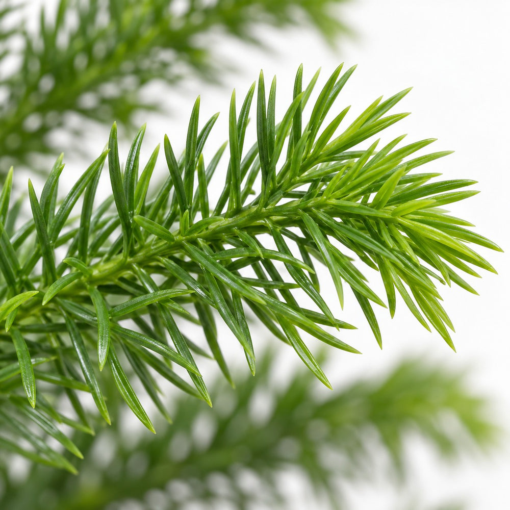 Araucaria Heterophylla, Nahaufnahme Blatt