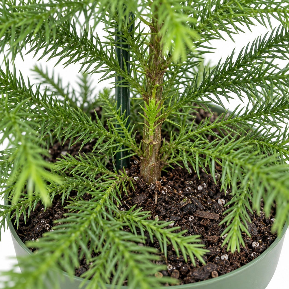 Araucaria Heterophylla, Nahaufnahme Wuchs und Triebansatz