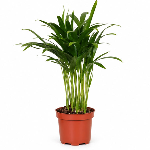 Areca Palme - 35cm im Kulturtopf